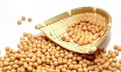 吃瓜小黄豆视频下载安装